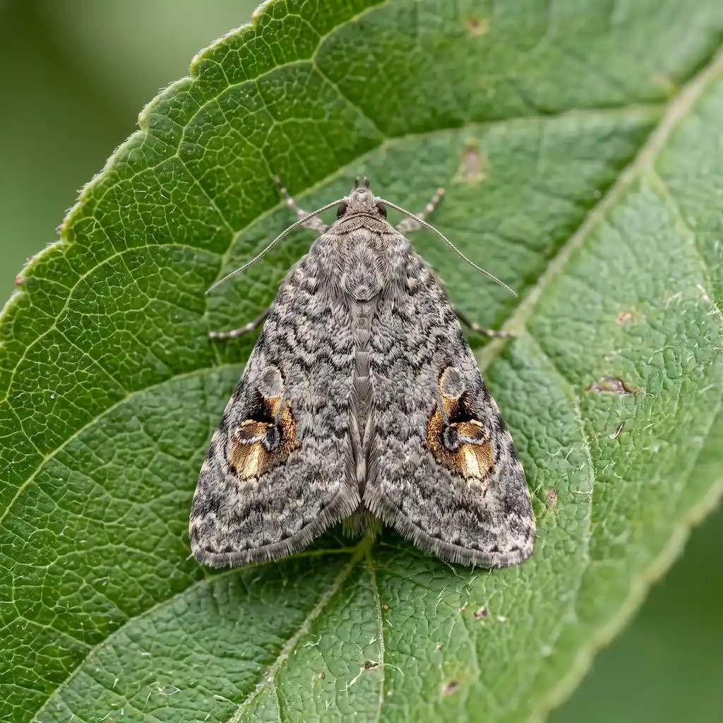 Carpocapsa melo