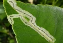 Minatrice serpentina sul limone