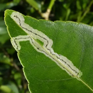 Minatrice serpentina sul limone