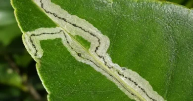 Minatrice serpentina sul limone