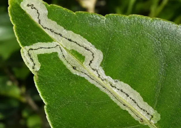 Minatrice serpentina sul limone
