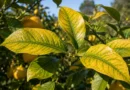 agrumi con foglie gialle