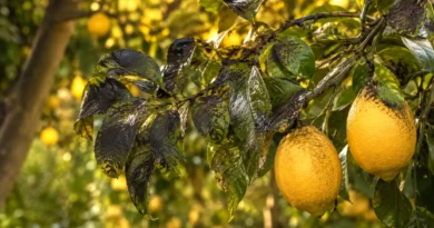 fumaggine sugli agrumi