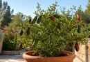 pianta di finger lime