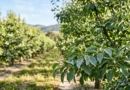alberi di pero