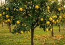 albero di melo cotogno