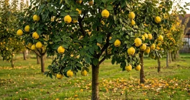 albero di melo cotogno