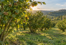 Concimazione del nocciolo