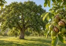 albero di noce