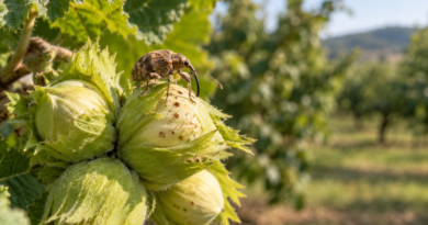 Balanino del nocciolo adulto su un gruppo di nocciole verdi