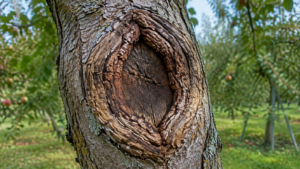 Cancro del melo con corteccia spaccata e legno scuro sul tronco