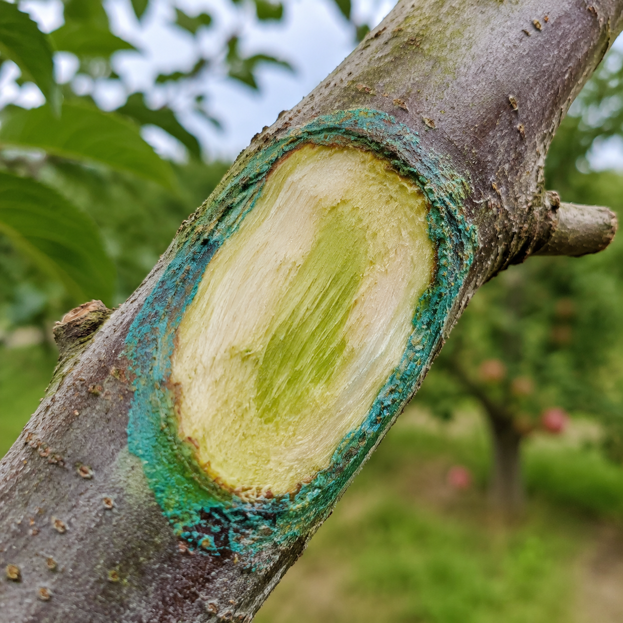 Lesione da cancro del melo ripulita con legno sano e trattamento rameico sui margini