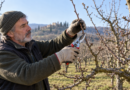 Potatura del melo eseguita a fine inverno su un albero adulto