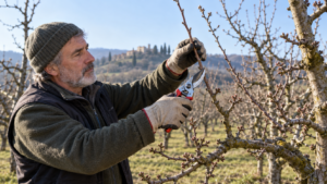 Potatura del melo eseguita a fine inverno su un albero adulto