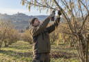Agronomo esegue la potatura del nocciolo a fine inverno