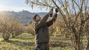 Agronomo esegue la potatura del nocciolo a fine inverno