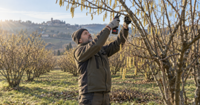 Agronomo esegue la potatura del nocciolo a fine inverno
