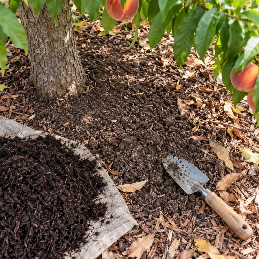 Concimazione del pesco con compost maturo distribuito sul terreno
