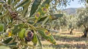 Malattie dell’olivo con occhio di pavone sulle foglie, rogna sul ramo e lebbra sulle olive